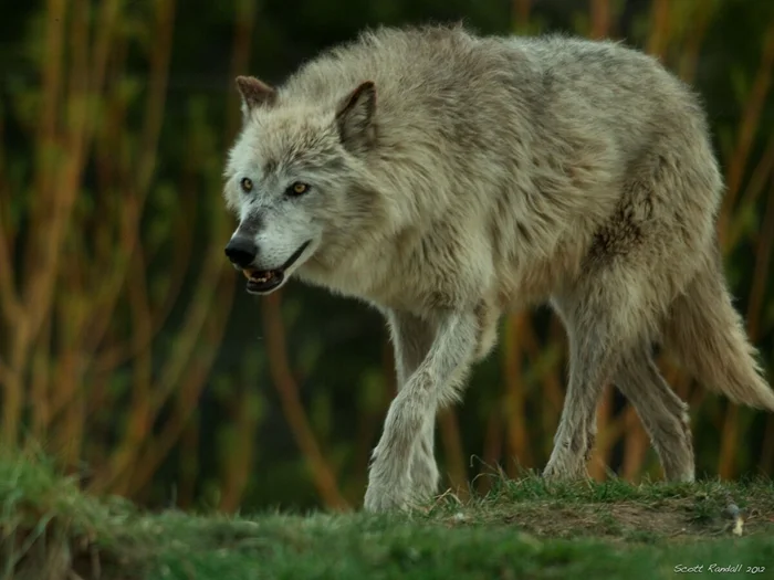 Всё о волках: подробный обзор 8 видов этого хищника