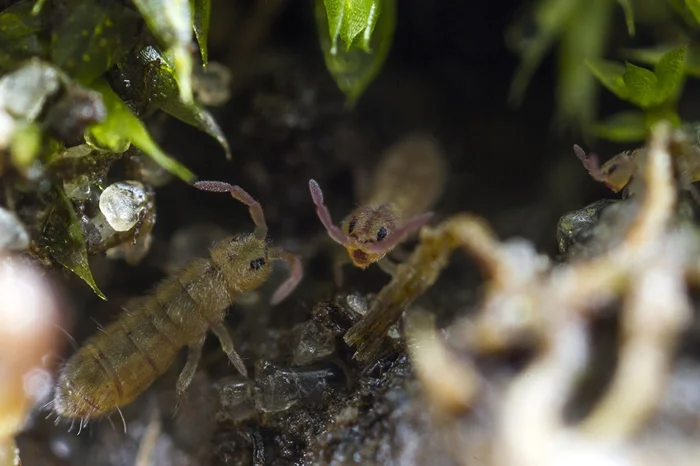 «Прыгающий снег»: что делать, если вы встретили ногохвосток?
