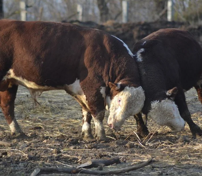 Бычок-герефорд: как эта порода завоевала мировой рынок