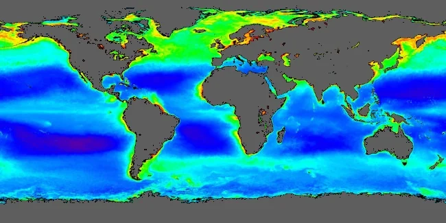 Планктон: крошечные существа или гиганты длиной 30 метров?