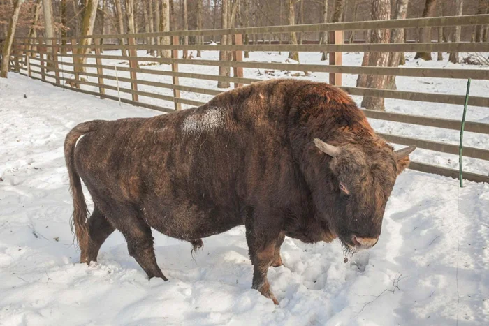 Жубронь: что скрывает советский проект по созданию нового вида?