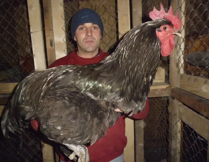 Титаны среди птиц: всё о джерсийских гигантах