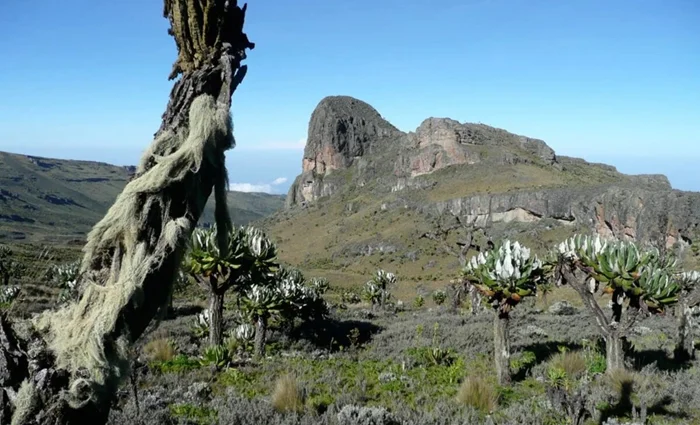 Древняя загадка пещерных слонов: что ищут эти гиганты под землёй?