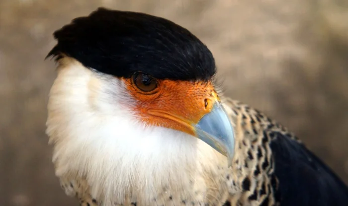 Каракара: соколы, которые предпочитают ум полётам