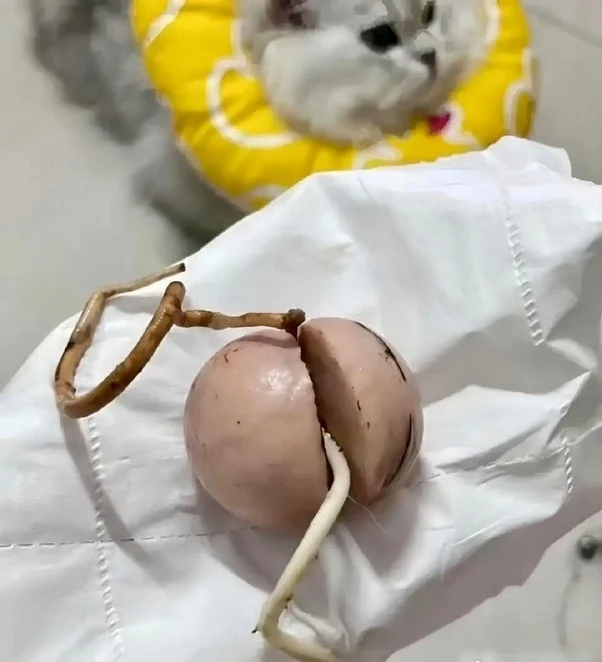 Тайна древних растений: что изображено на фото?