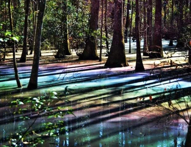 Световая магия болота: что создаёт радужный эффект на воде