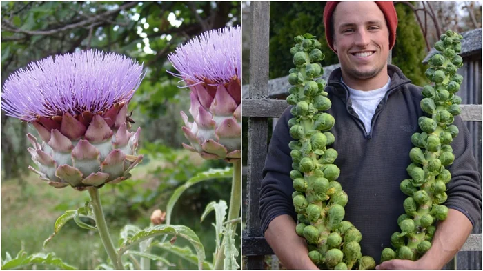 Фисташки, ананасы и другие: как на самом деле выглядят привычные продукты