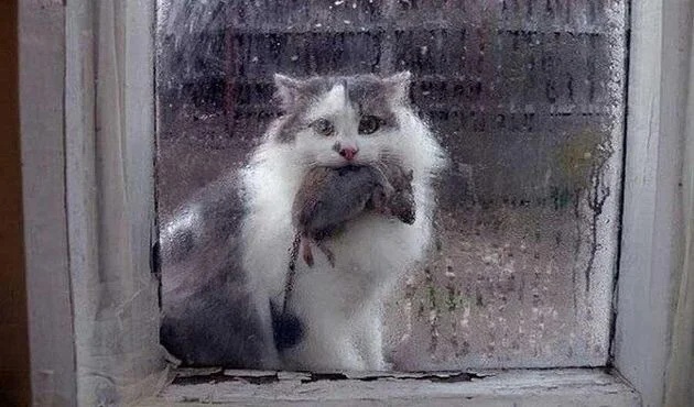 Почему кот приносит домой мышь? Разбираемся в мотивах пушистых охотников