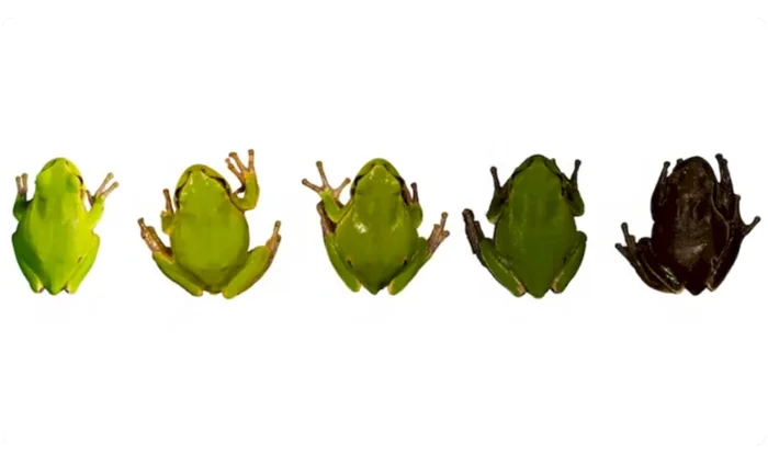 Чернобыльские животные: как ускоренная эволюция и мутации изменили их генетику