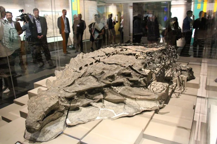 Бореалопельта: бронированный гигант мелового периода, как ходячий танк