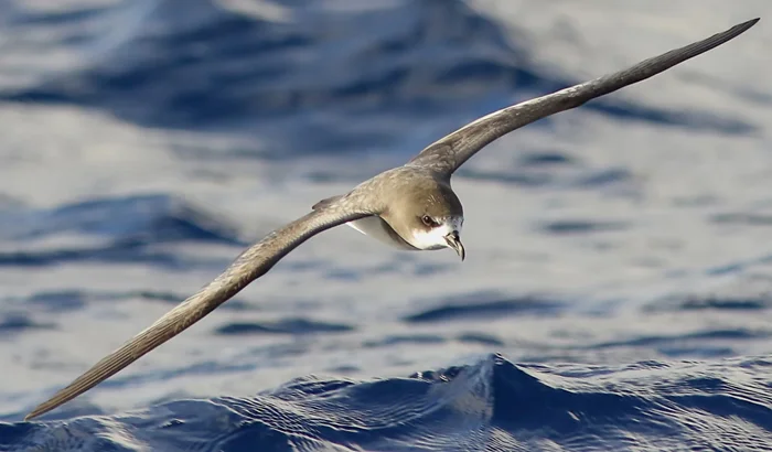 Кахоу: птицы, наводившие ужас на моряков в Бермудском треугольнике