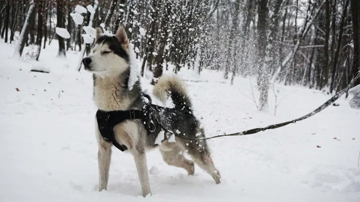 Топ-5 российских пород собак, покоривших сердца по всему миру