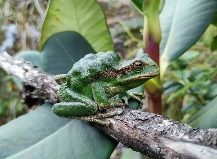 Хемифрактиды: лягушки, которые носят детей на спине