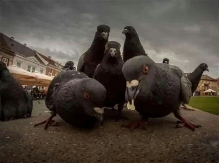 Когда животные объединяются: 15 трогательных и крутых случаев