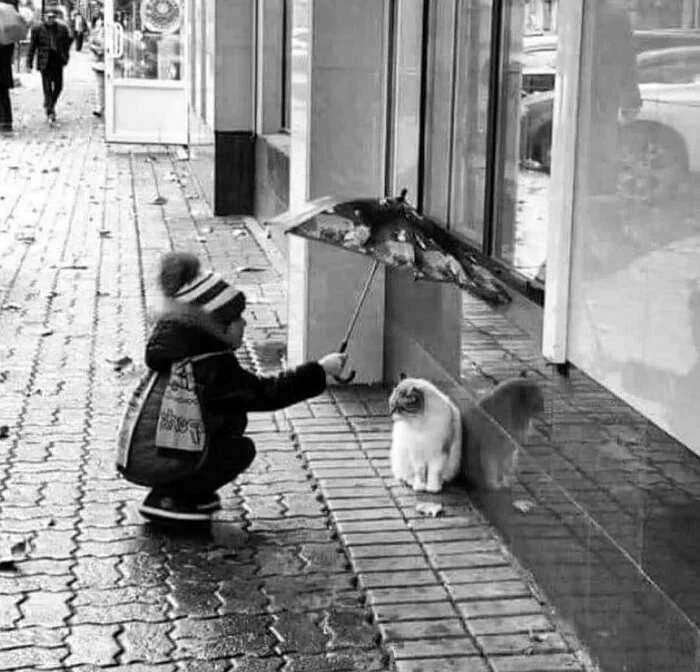 Уличные приключения котеек: 20 захватывающих фотографий