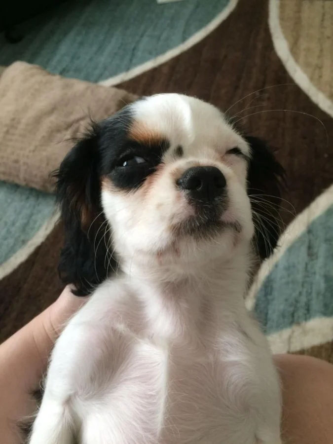 18 самоуверенных щенков, которые знают себе цену