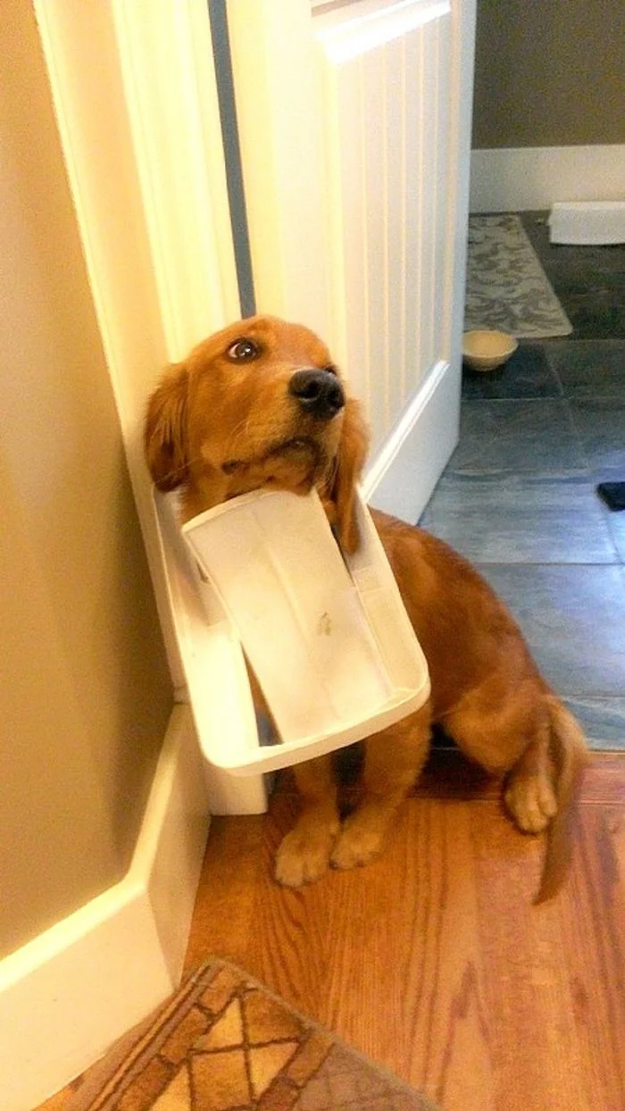 Когда симпатяги не понимают, за что их ругают: 20 забавных моментов