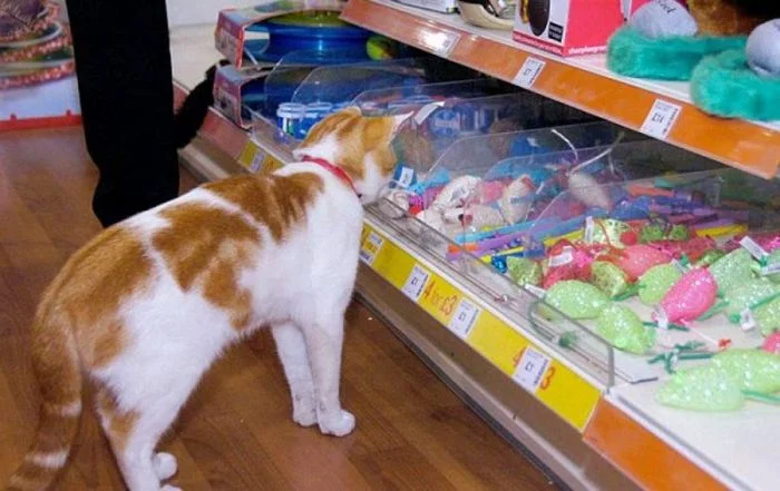 Когда шопинг превращается в шоу: 20 смешных покупателей