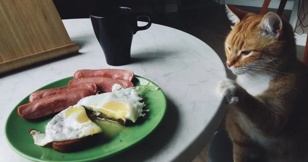 Как прожить день счастливо и продуктивно: советы от котика