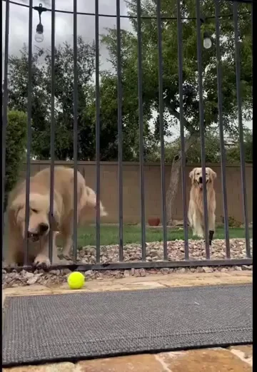 Собака-доставака