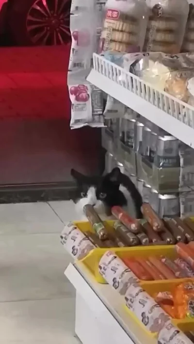 Котик приходил каждый день,но хозяин его не прогонял