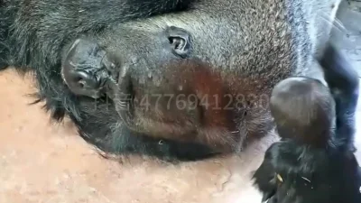 Любимая дочка