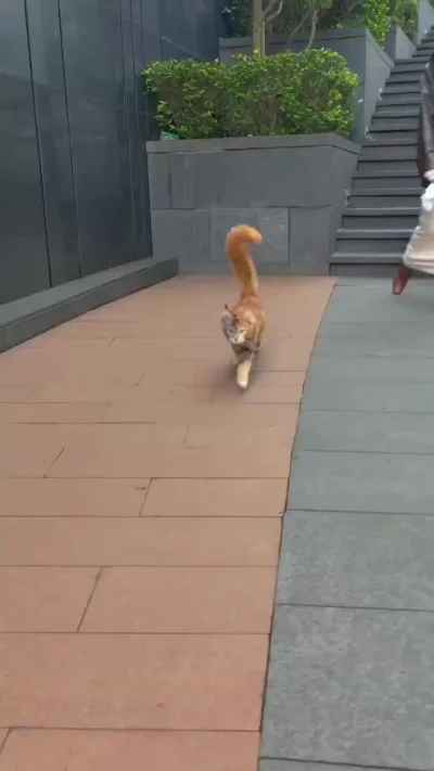 Разноцветный красавец