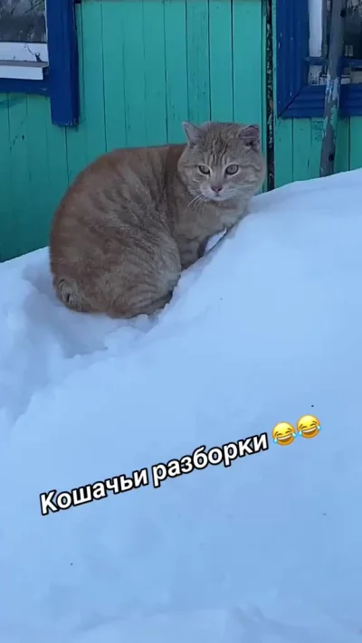 Барсик голос