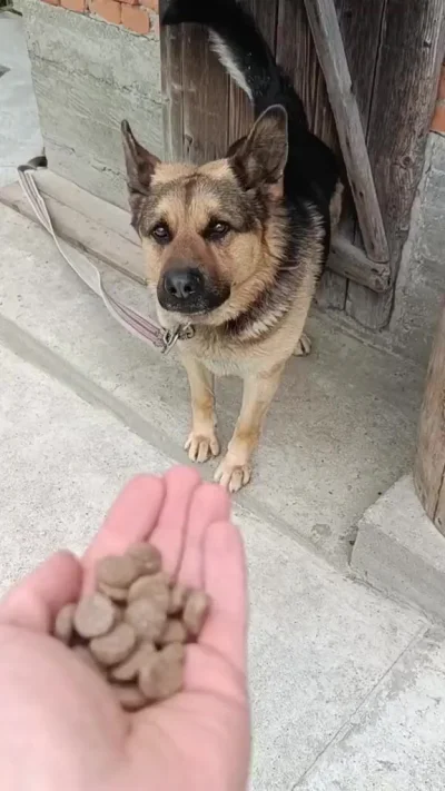 Неподкупный пес