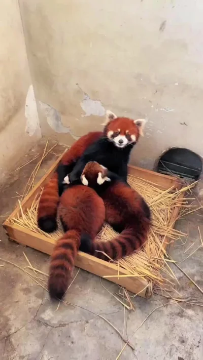 Вроде уже большие, чтобы молоком питаться