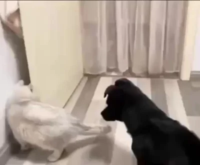 Крыса размером с собаку