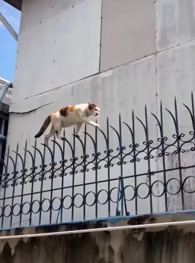 Какие же коты акробаты