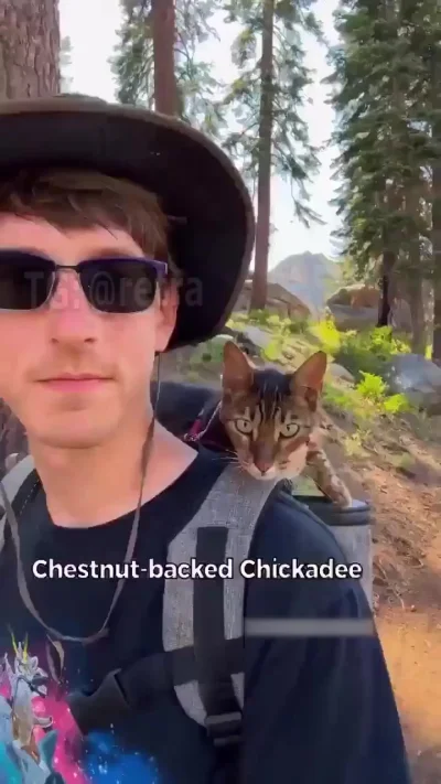 Кот-полиглот