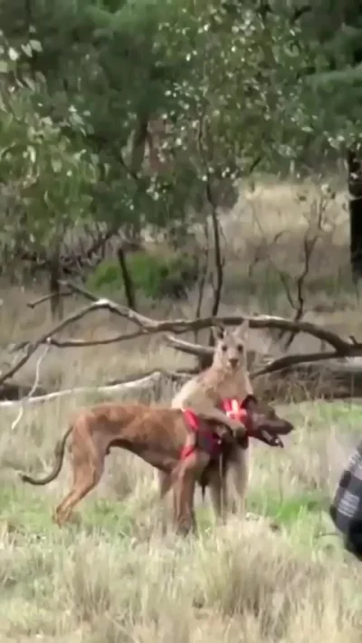 Спас от гопника