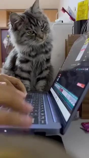 Когда начальник пришёл проверить, как ты работаешь