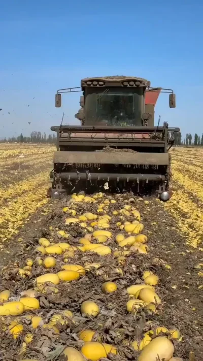 Как собирают тыквенные (Кабачковые) семечки