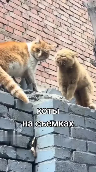 Стоп, снято!