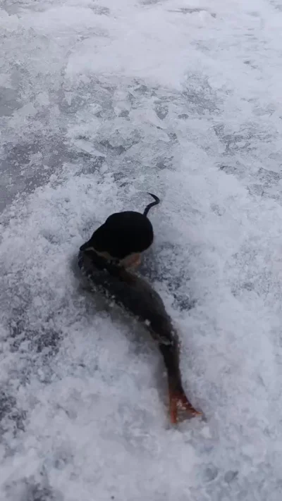 Выхухоль любит рыбку за её глазки...