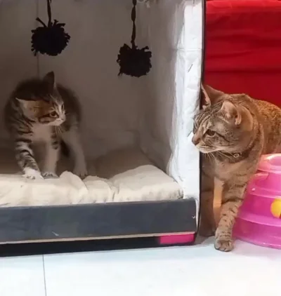 В завоевании доверия котёнка главное терпение