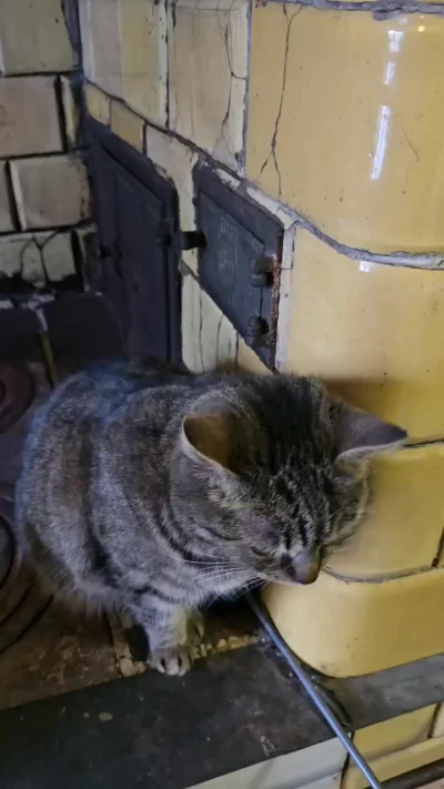 Милота с кошечками из польской деревни