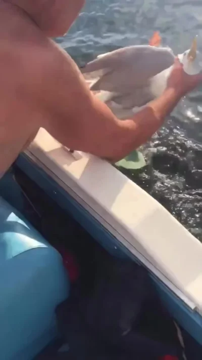 Спасение чайки