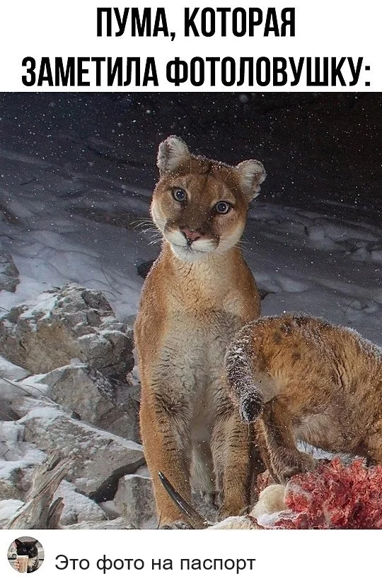 Разные картинки