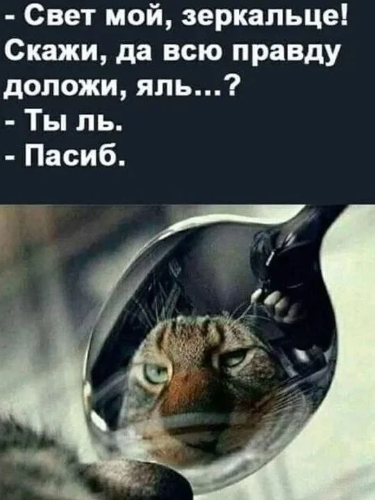 Кото-юмор