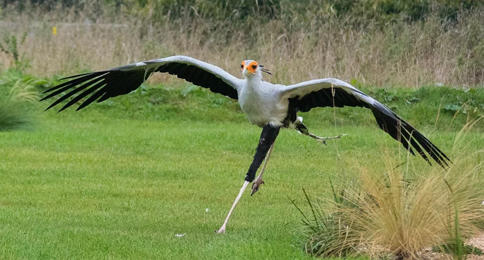 Птица-секретарь – бесстрашный охотник: как она побеждает ядовитых змей?