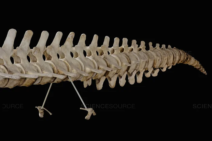 Сколько пальцев у животных? От нуля до шести – удивительные примеры