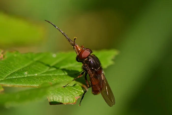 Рингия – насекомое с пугающим лицом, способное спасти мир без пчёл
