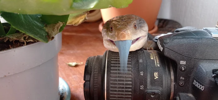 Сцинка в дом — приключения в придачу: история жизни с экзотическим питомцем