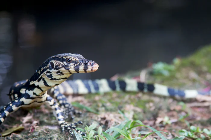 Сальватор: насколько опасен младший брат комодского варана?