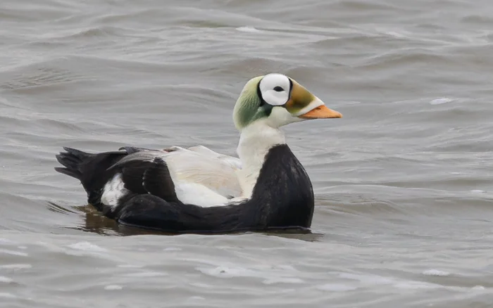 Очковая гага: редкая северная утка и её жизнь в Сибири