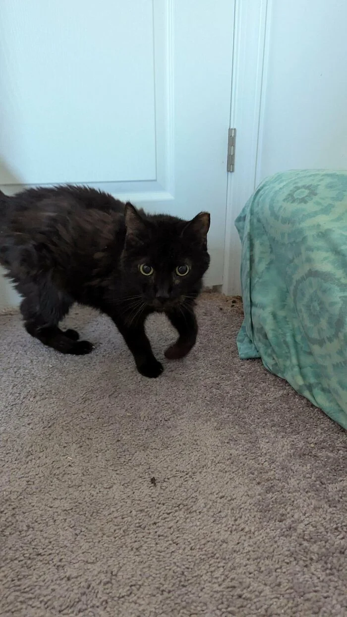 35 пушистых счастливчиков, которые обрели дом и любящих хозяев